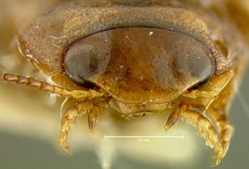 Media type: image;   Entomology 23896 Aspect: head frontal view